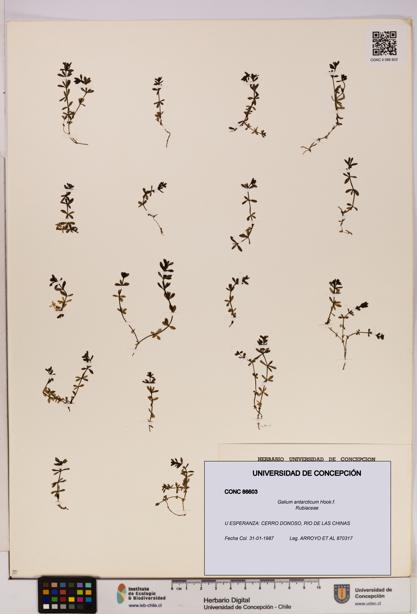 Galium antarcticum [Espécimen: UDEC:CONC:0086603]
