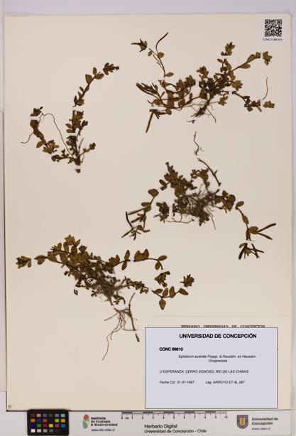 Epilobium australe [Espécimen: UDEC:CONC:0086610]