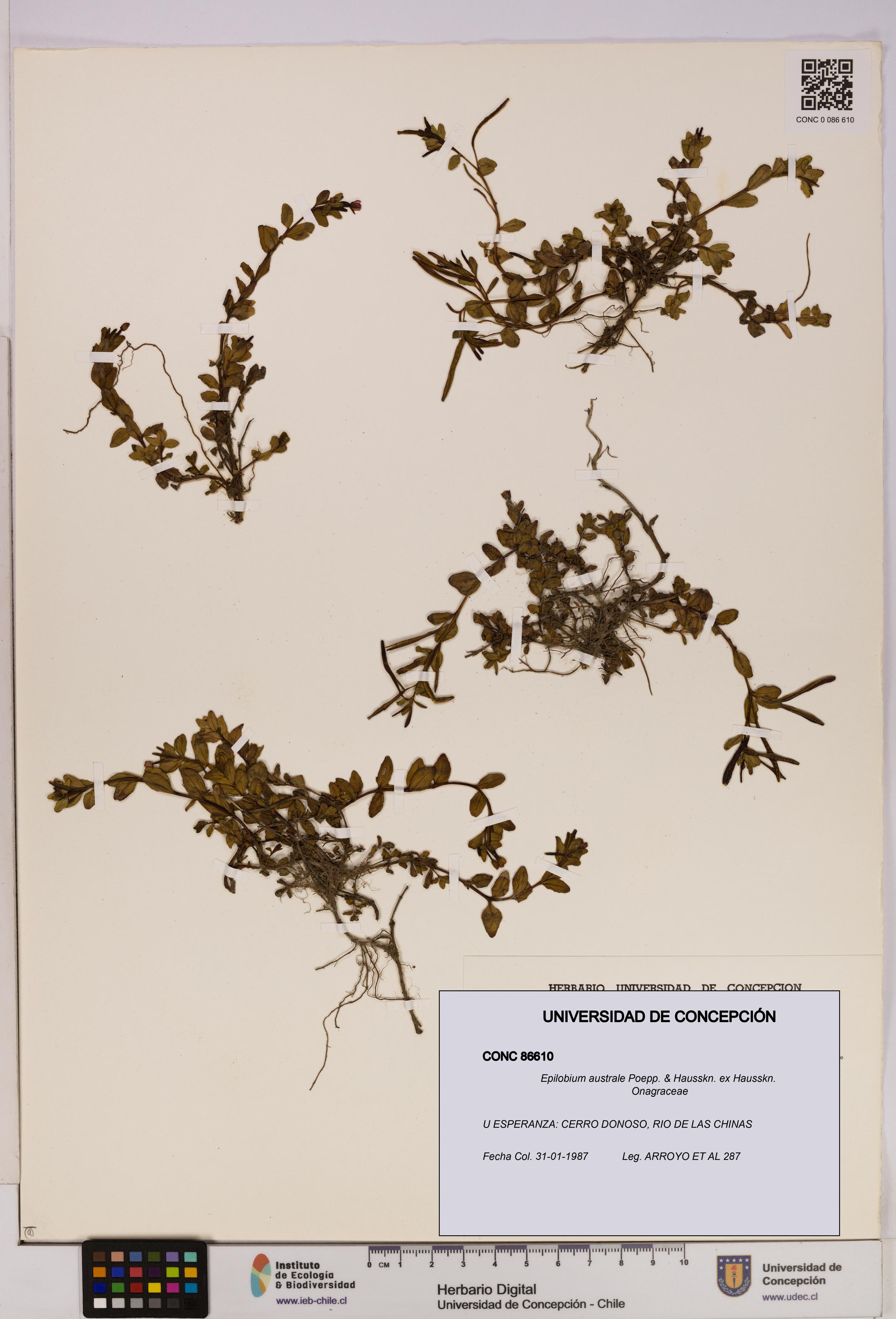 Epilobium australe [Espécimen: UDEC:CONC:0086610]
