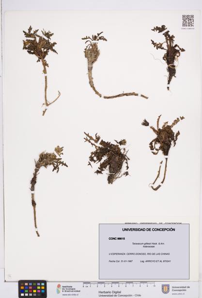 Taraxacum gilliesii [Espécimen: ]