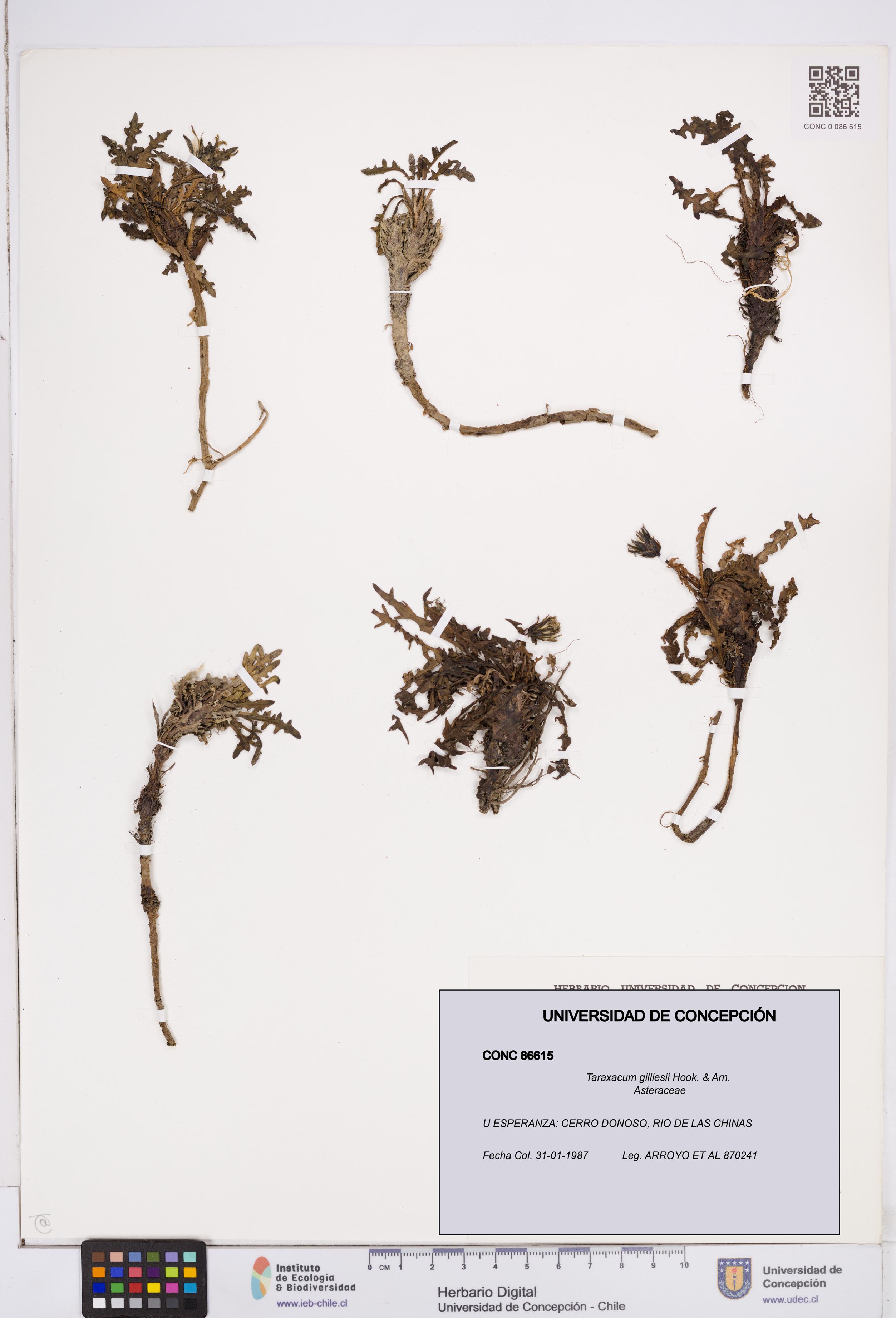 Taraxacum gilliesii [Espécimen: ]