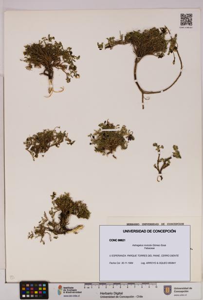 Astragalus nivicola [Espécimen: UDEC:CONC:0086621]