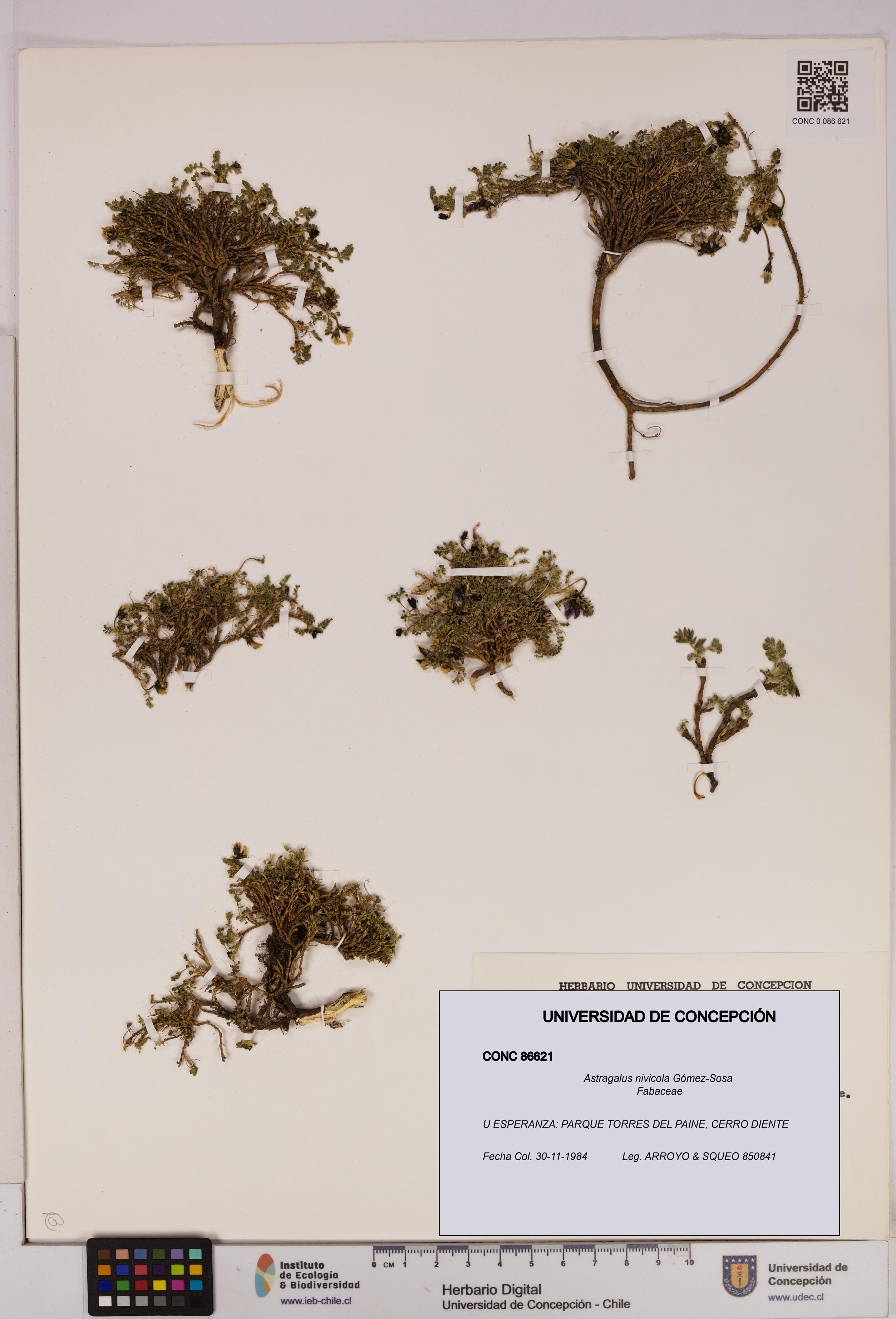 Astragalus nivicola [Espécimen: UDEC:CONC:0086621]