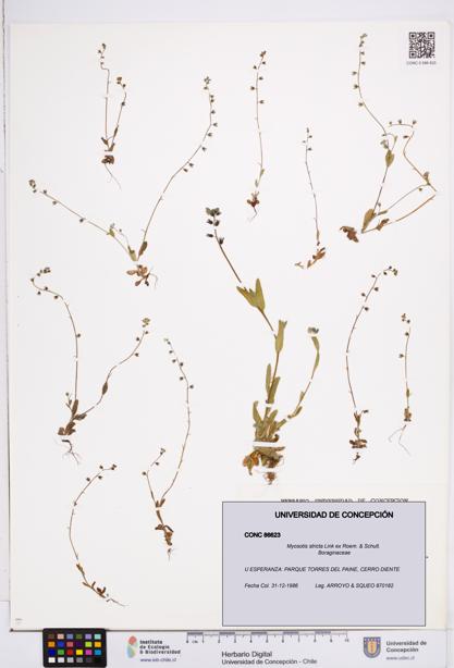 Myosotis stricta [Espécimen: ]