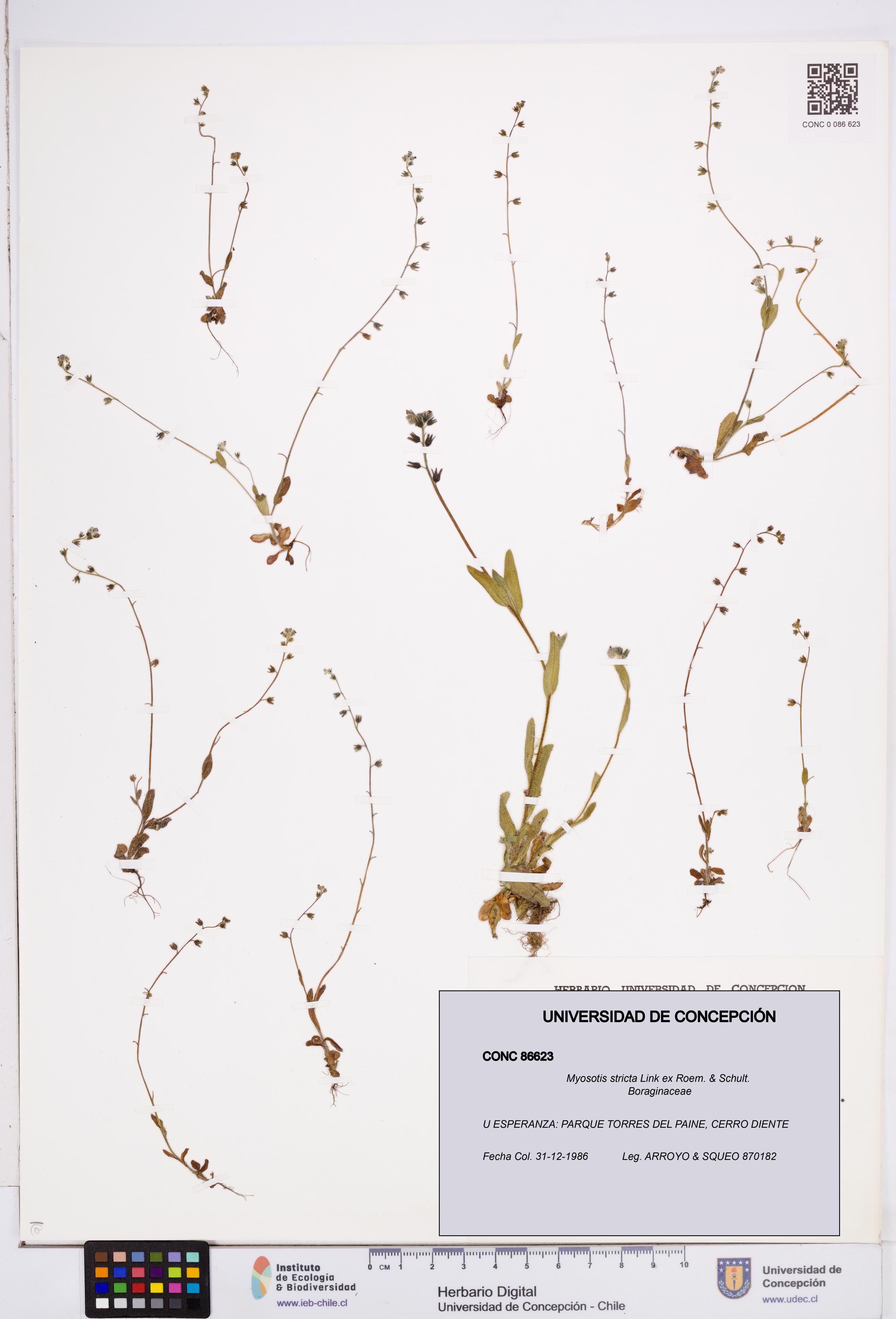 Myosotis stricta [Espécimen: ]