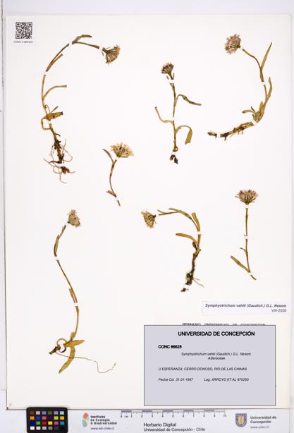Symphyotrichum vahlii [Espécimen: ]