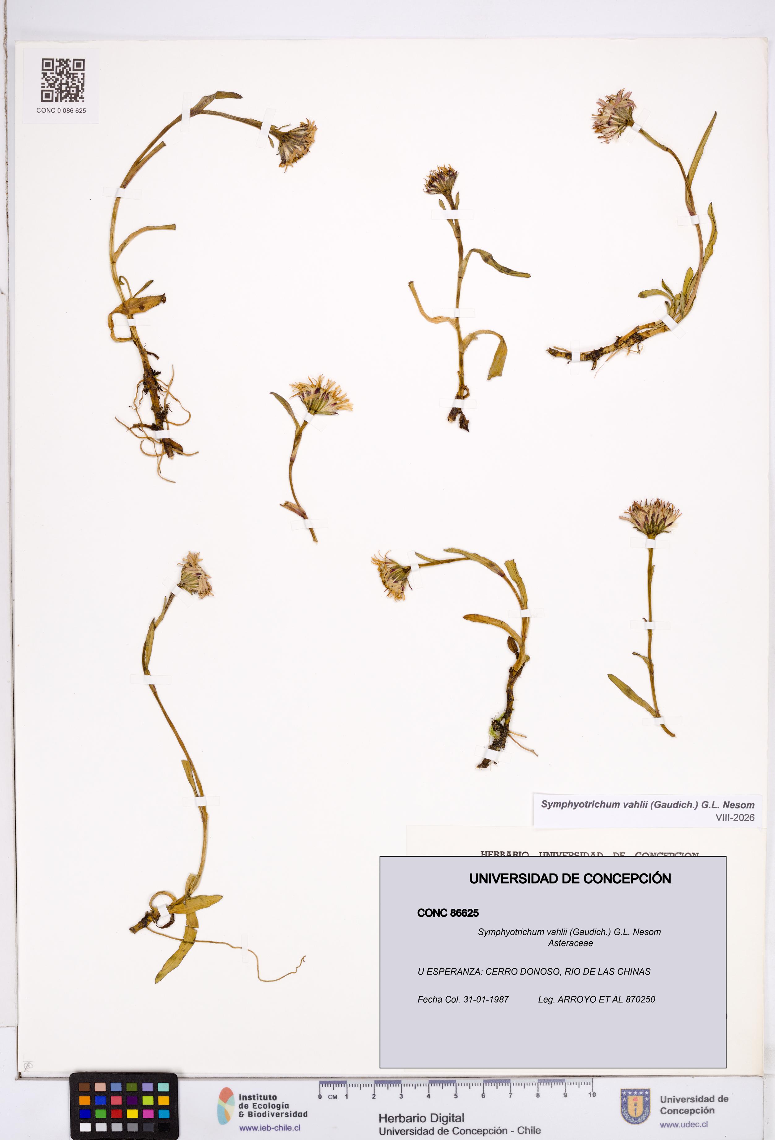 Symphyotrichum vahlii [Espécimen: ]