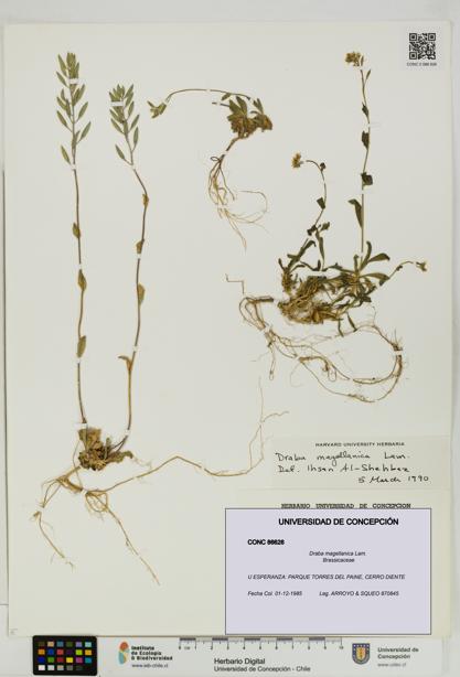 Draba magellanica [Espécimen: UDEC:CONC:0086626]