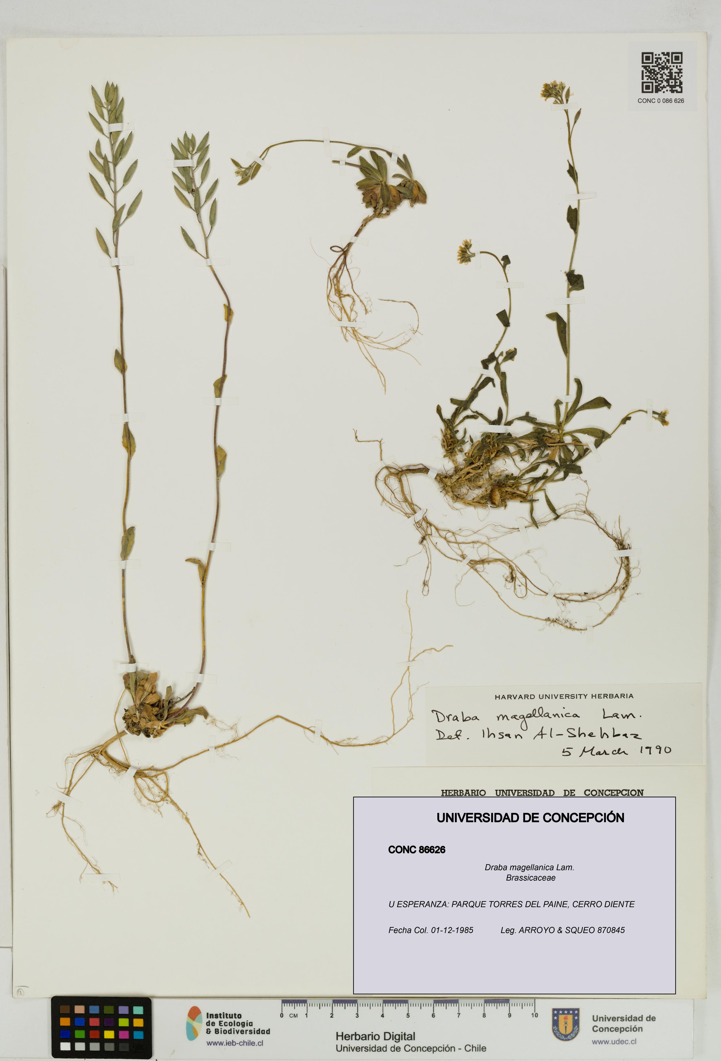 Draba magellanica [Espécimen: UDEC:CONC:0086626]