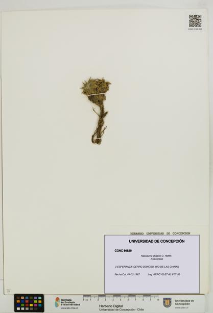 Nassauvia dusenii [Espécimen: UDEC:CONC:0086629]