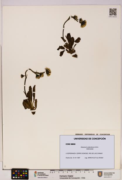 Hieracium antarcticum [Espécimen: UDEC:CONC:0086630]