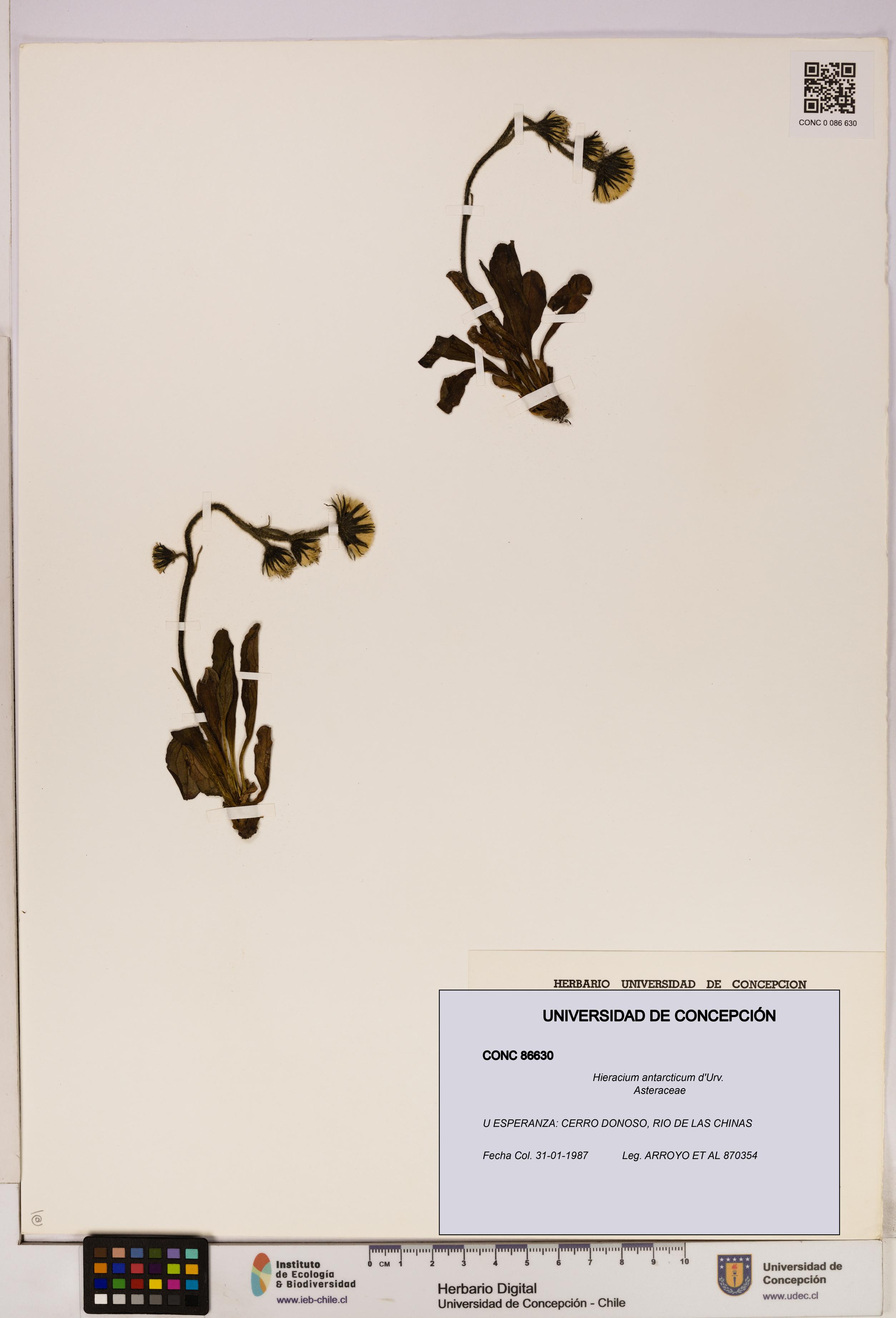 Hieracium antarcticum [Espécimen: UDEC:CONC:0086630]