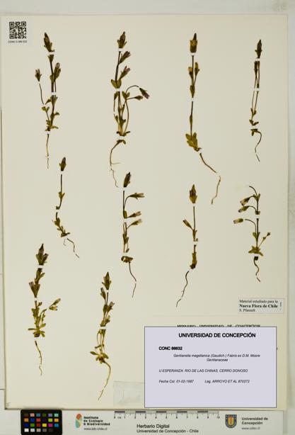 Gentianella magellanica [Espécimen: UDEC:CONC:0086632]