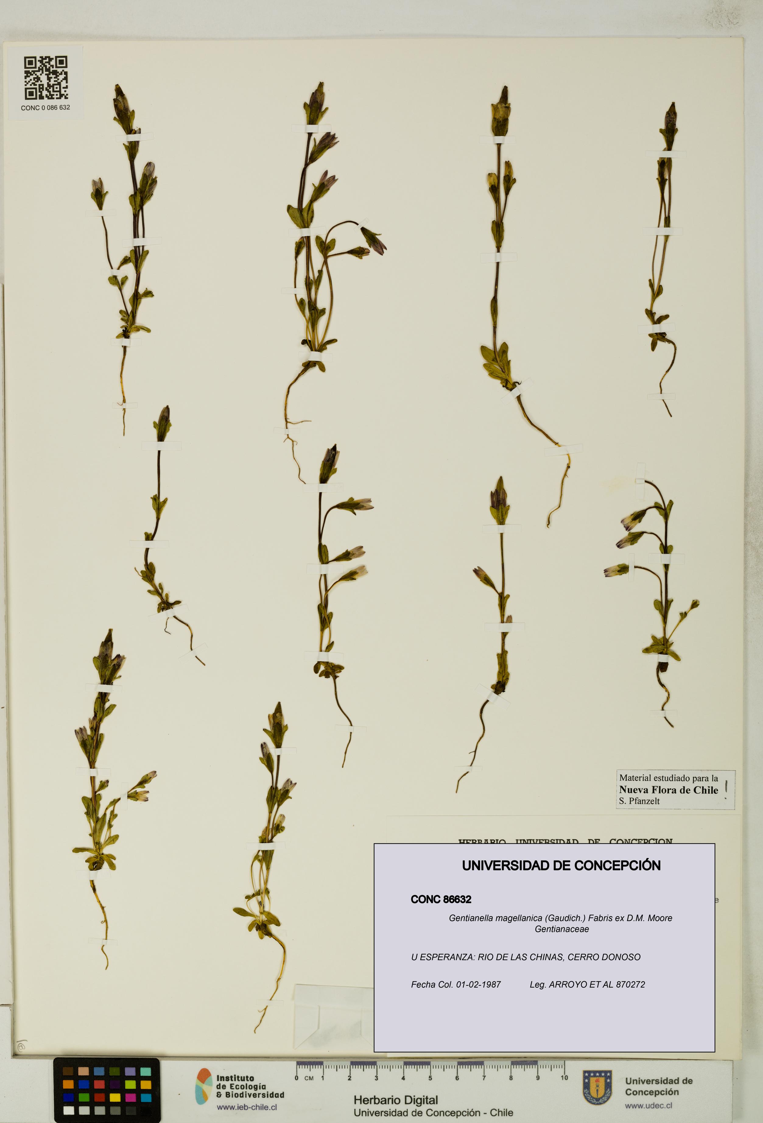 Gentianella magellanica [Espécimen: UDEC:CONC:0086632]