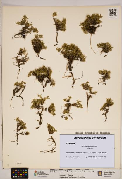 Azorella filamentosa [Espécimen: ]