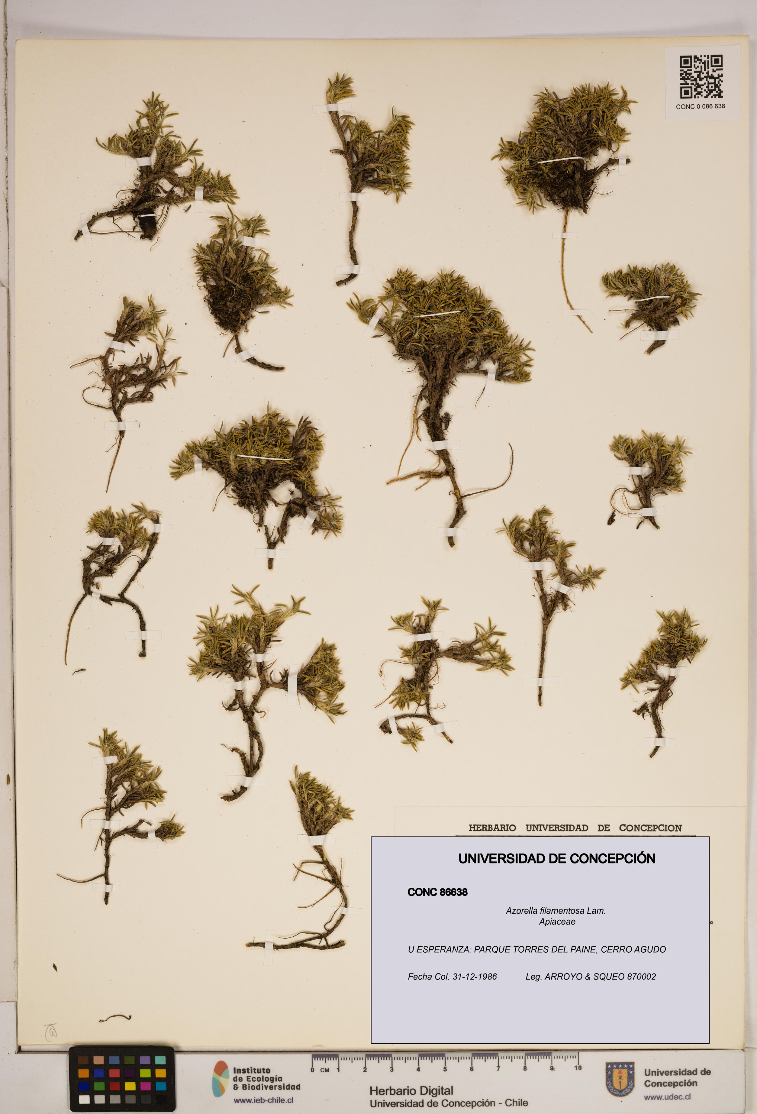 Azorella filamentosa [Espécimen: ]