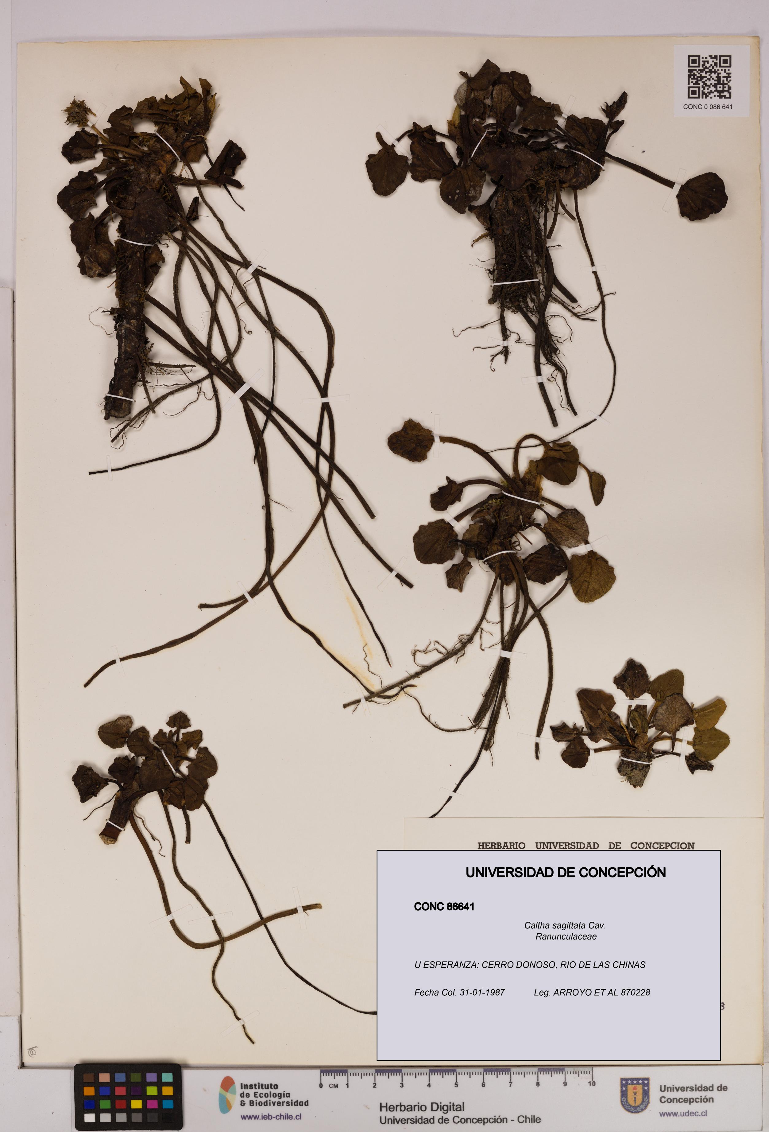 Caltha sagittata [Espécimen: UDEC:CONC:0086641]