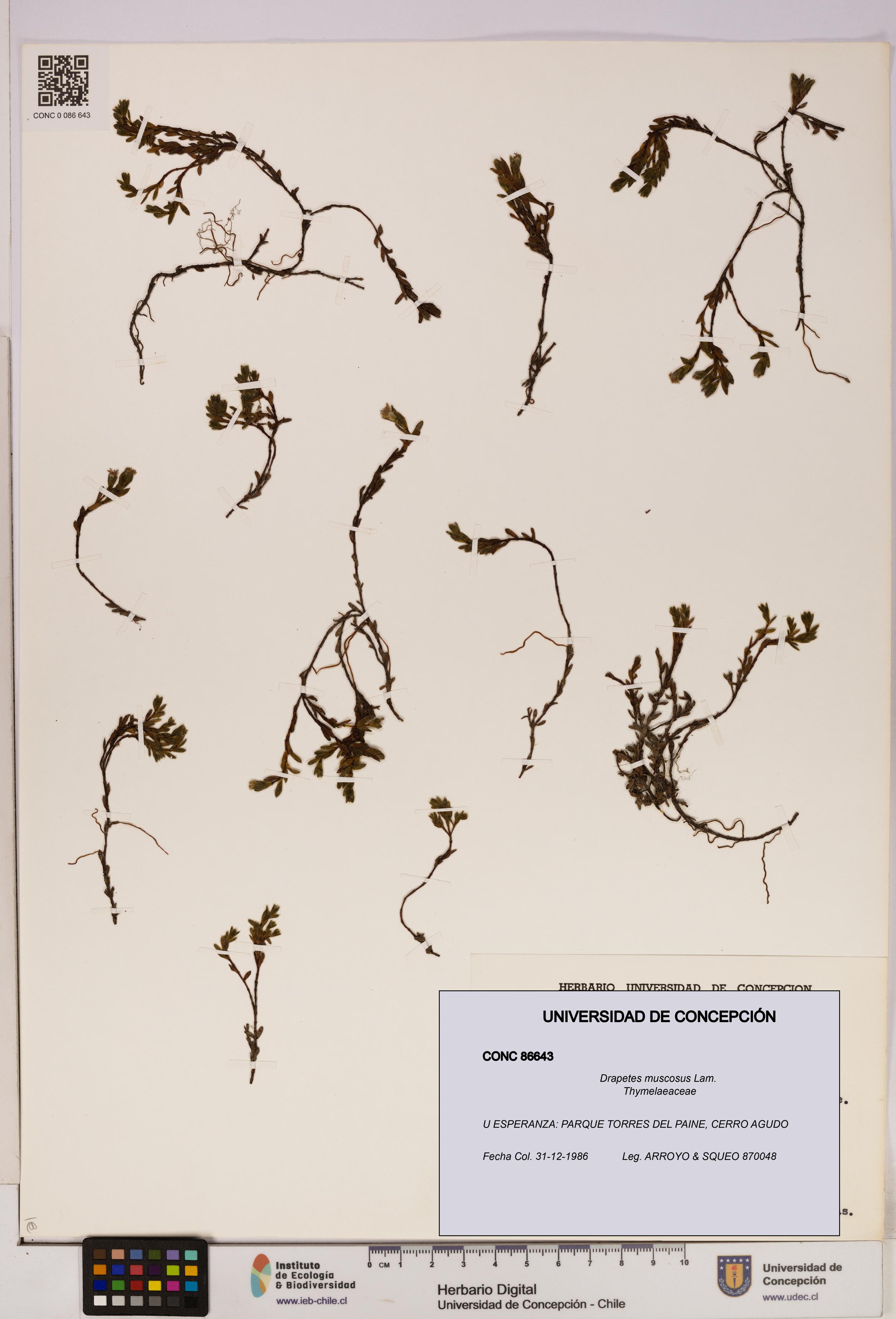 Drapetes muscosus [Espécimen: UDEC:CONC:0086643]