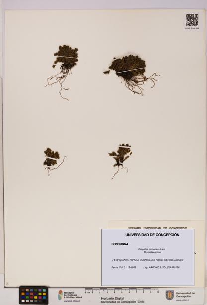 Drapetes muscosus [Espécimen: UDEC:CONC:0086644]