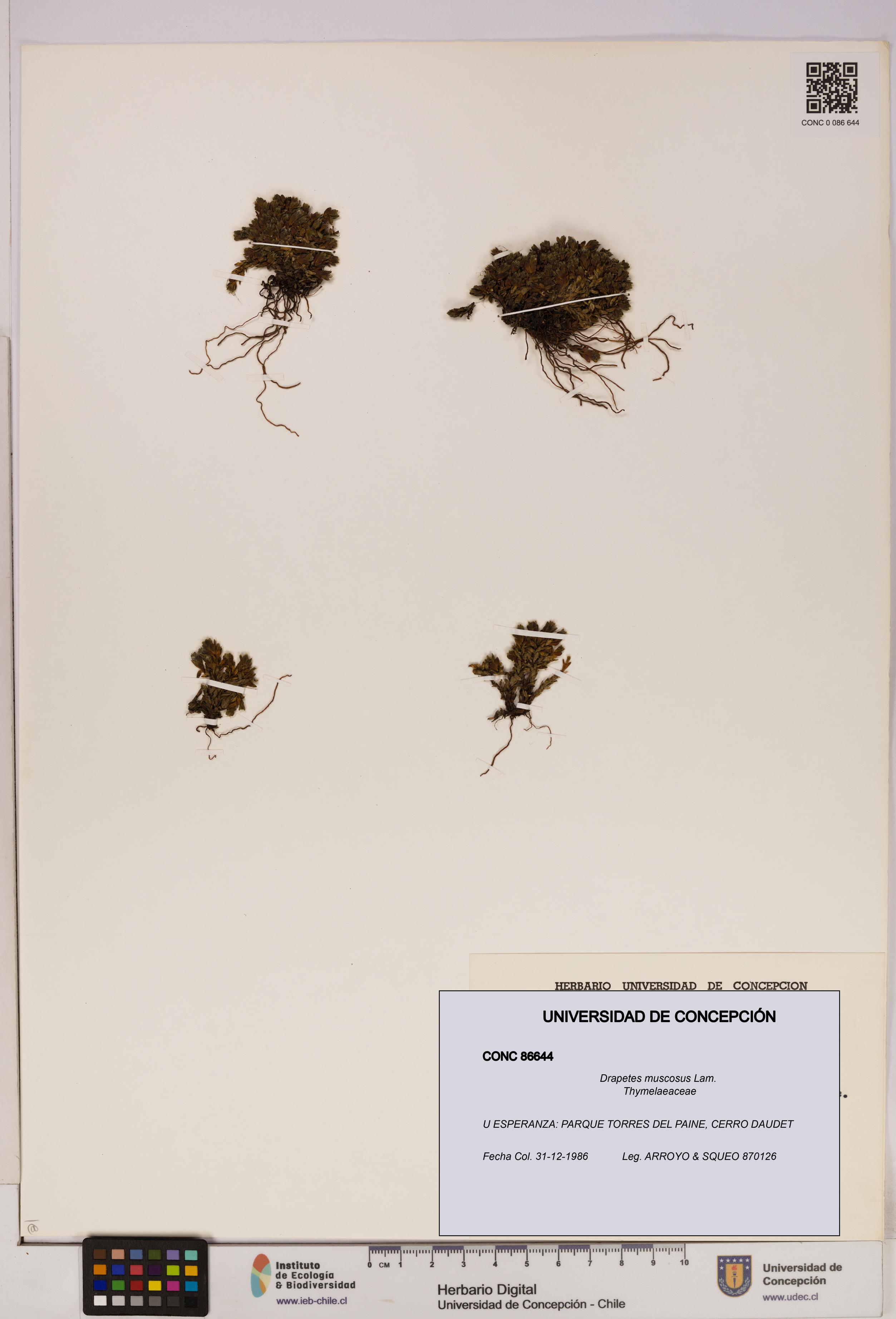 Drapetes muscosus [Espécimen: UDEC:CONC:0086644]