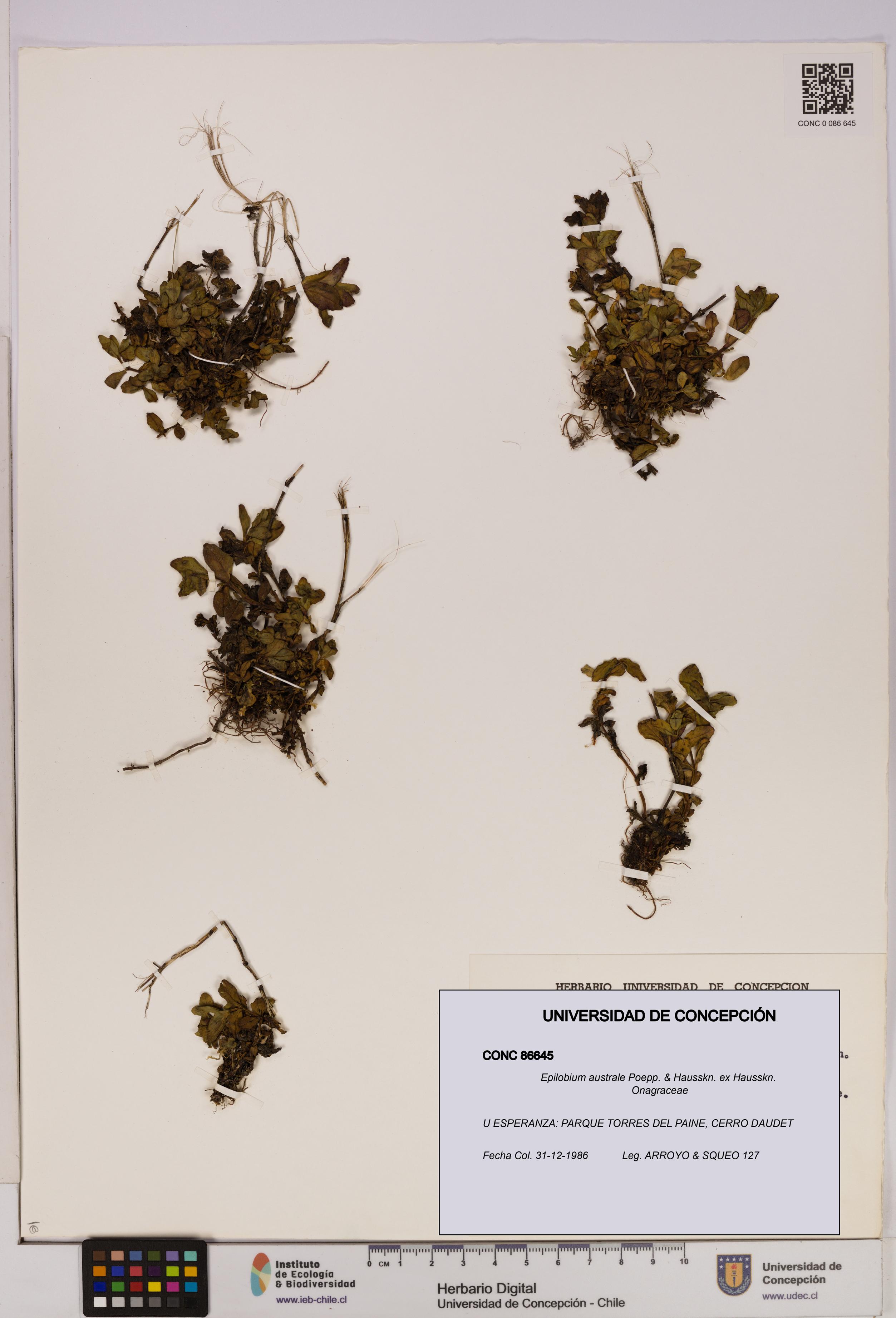 Epilobium australe [Espécimen: UDEC:CONC:0086645]