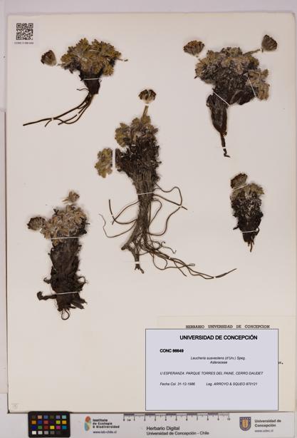 Leucheria suaveolens [Espécimen: UDEC:CONC:0086649]