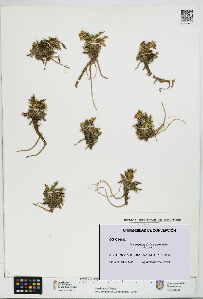 Perezia pilifera [Espécimen: UDEC:CONC:0086652]