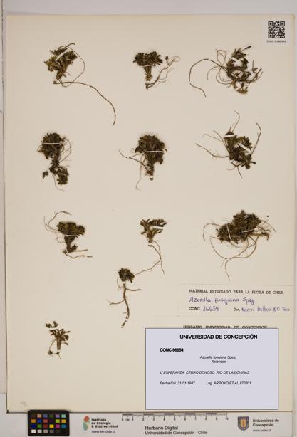 Azorella fuegiana [Espécimen: ]