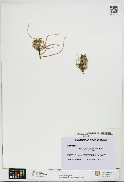 Perezia pilifera [Espécimen: UDEC:CONC:0086657]