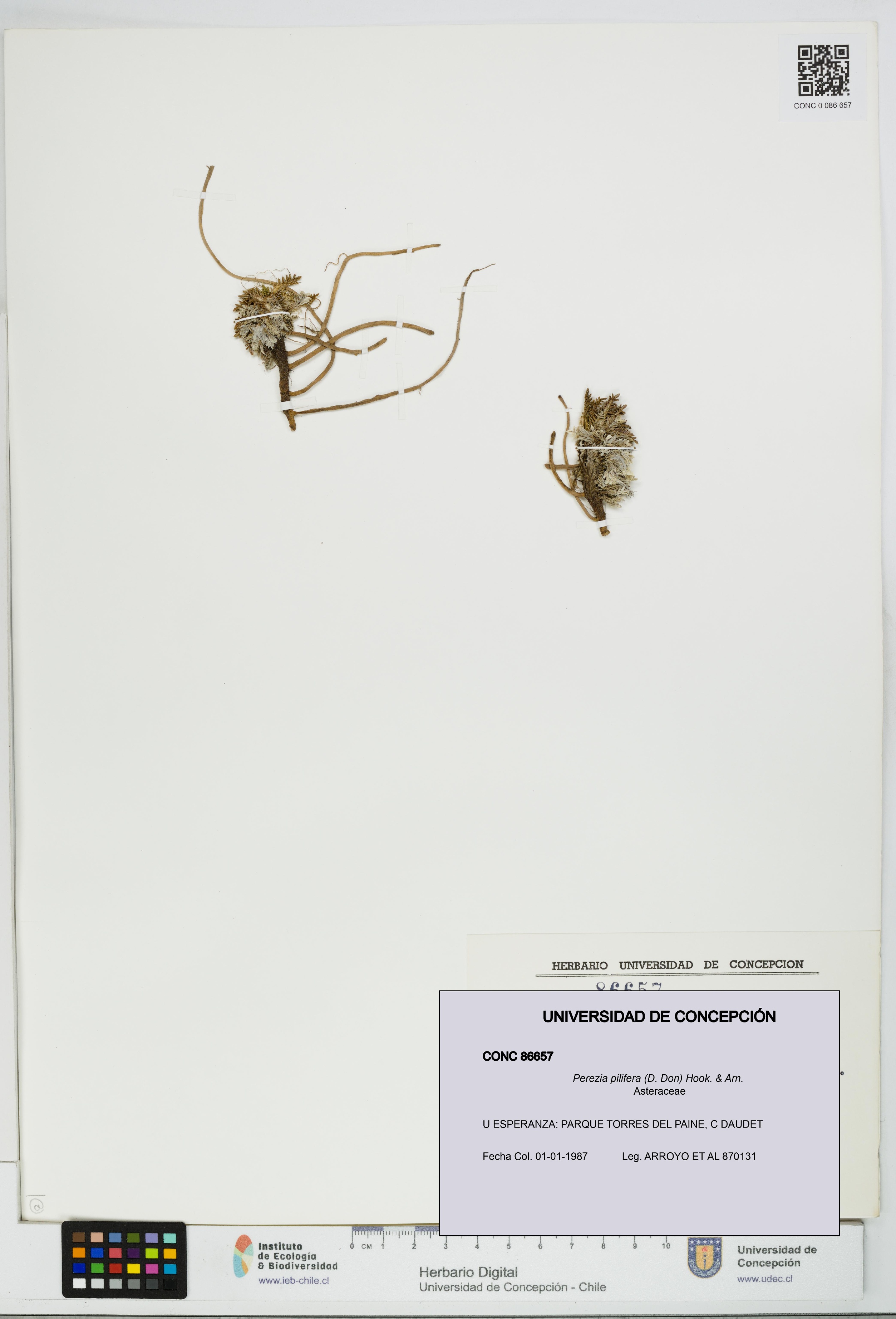 Perezia pilifera [Espécimen: UDEC:CONC:0086657]
