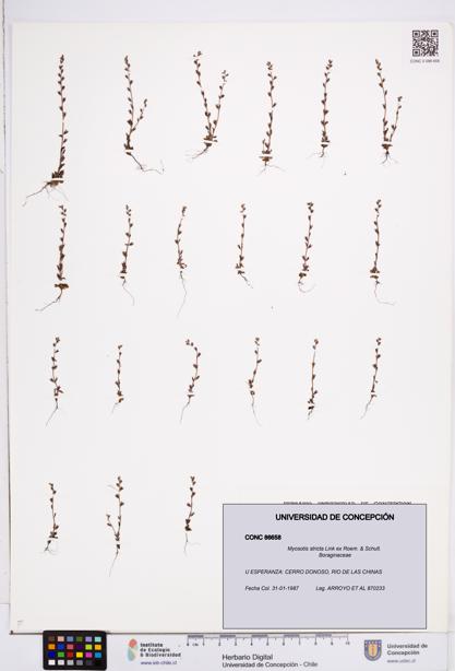 Myosotis stricta [Espécimen: ]