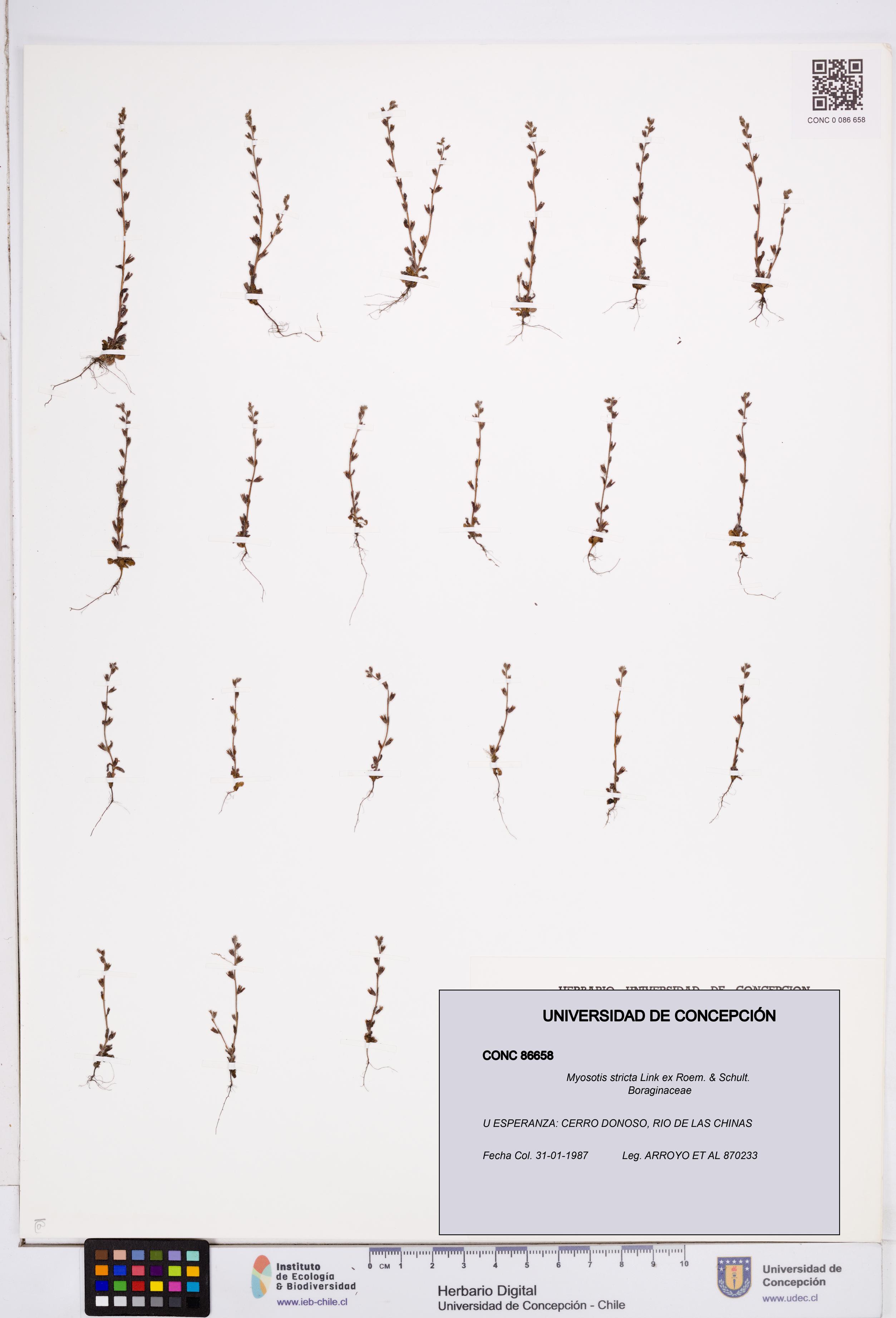 Myosotis stricta [Espécimen: ]