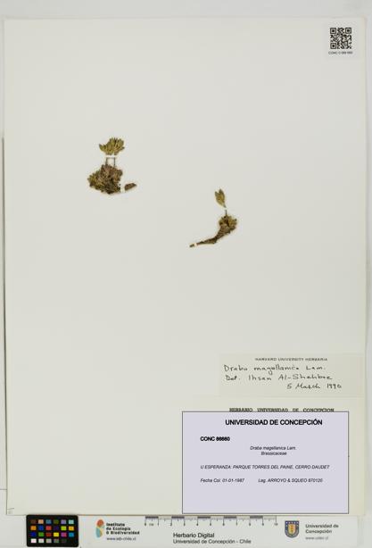Draba magellanica [Espécimen: UDEC:CONC:0086660]