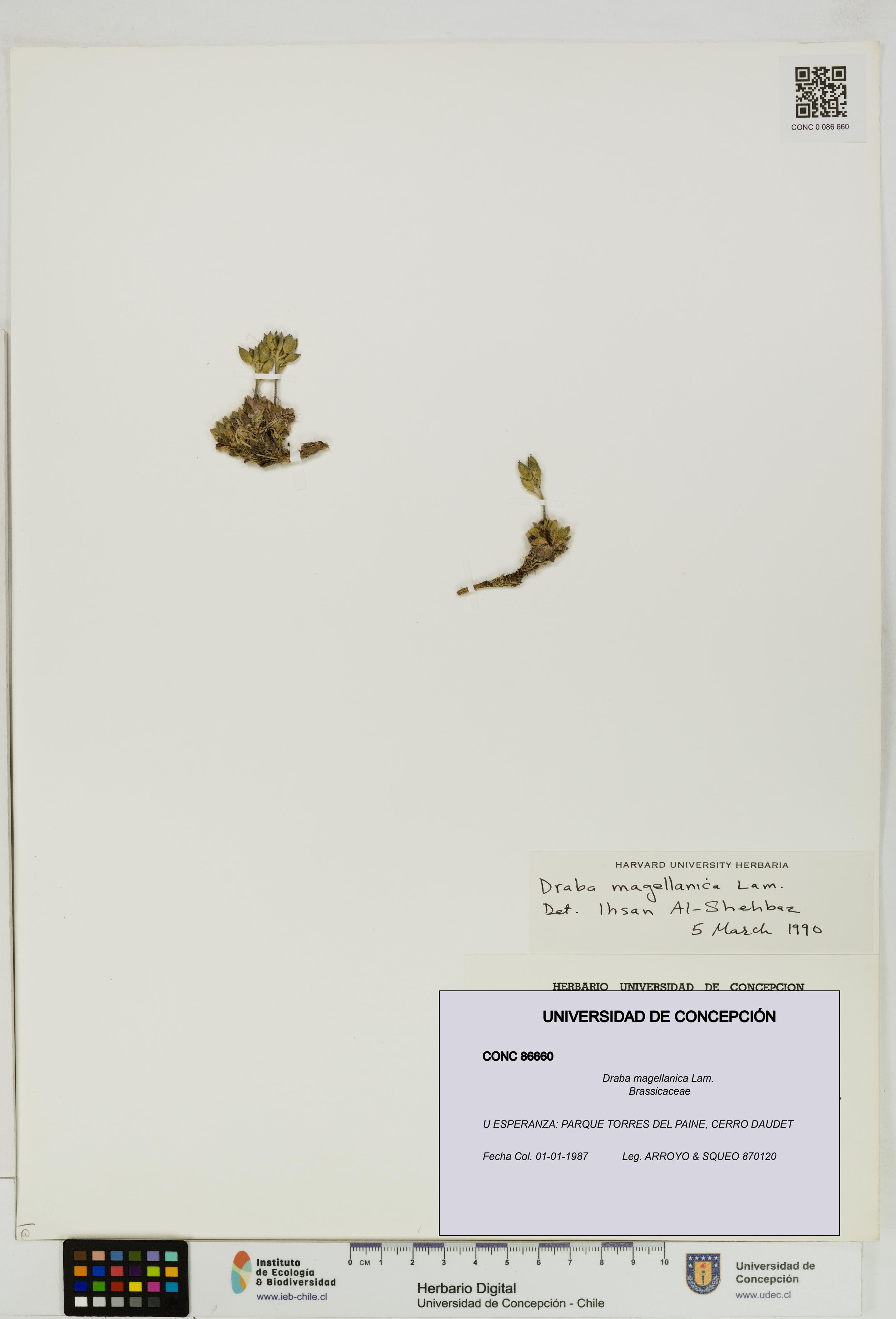 Draba magellanica [Espécimen: UDEC:CONC:0086660]
