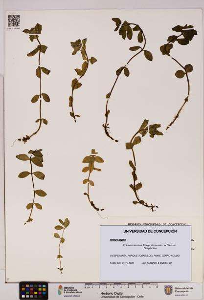 Epilobium australe [Espécimen: UDEC:CONC:0086662]