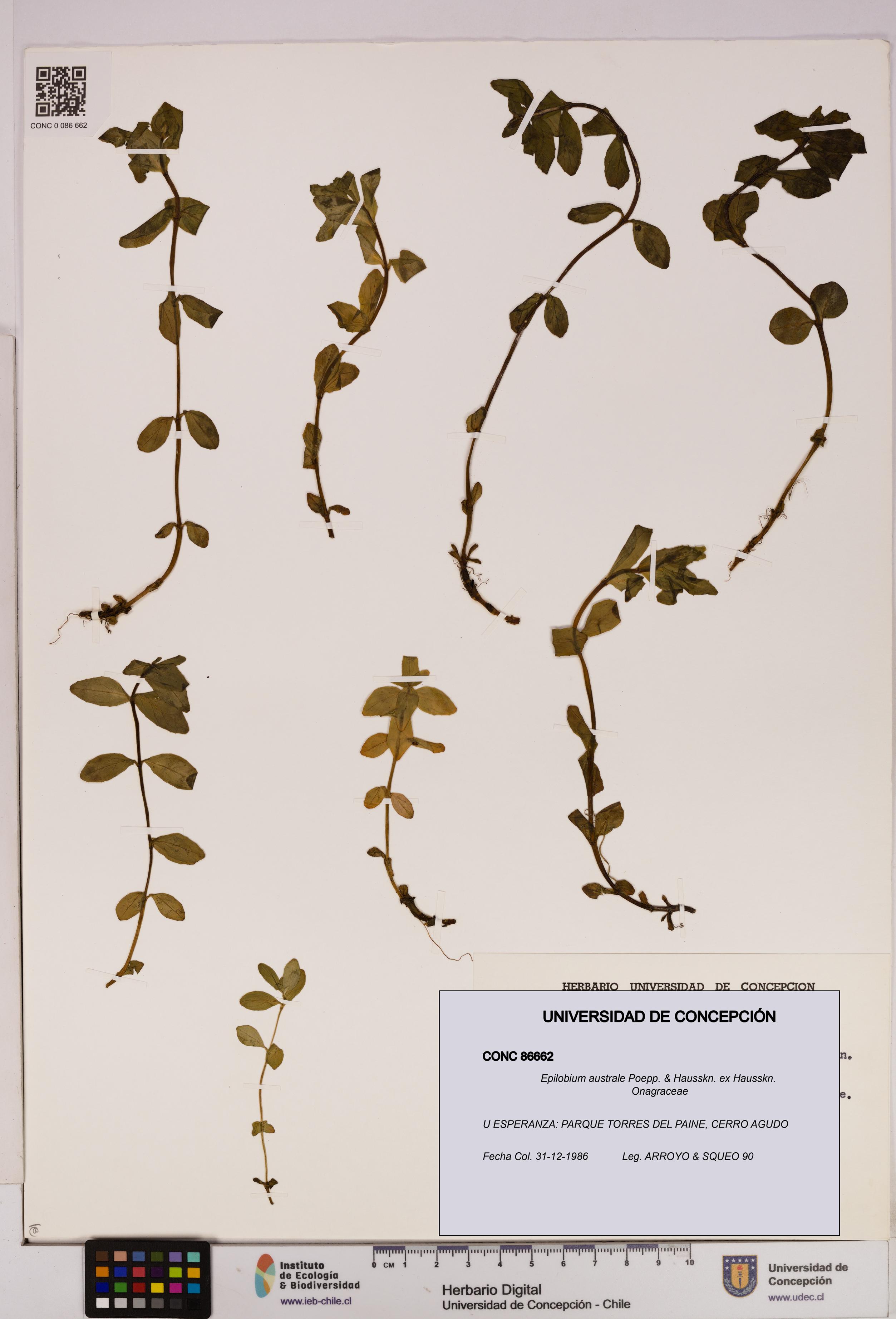 Epilobium australe [Espécimen: UDEC:CONC:0086662]