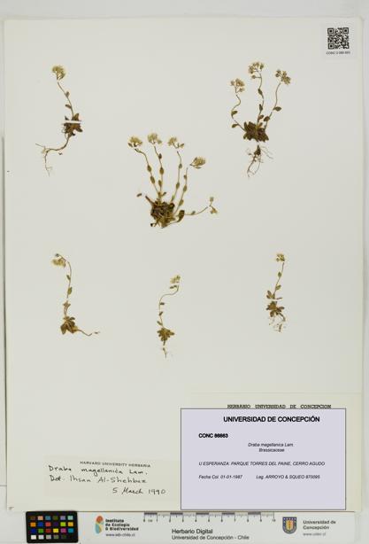 Draba magellanica [Espécimen: UDEC:CONC:0086663]