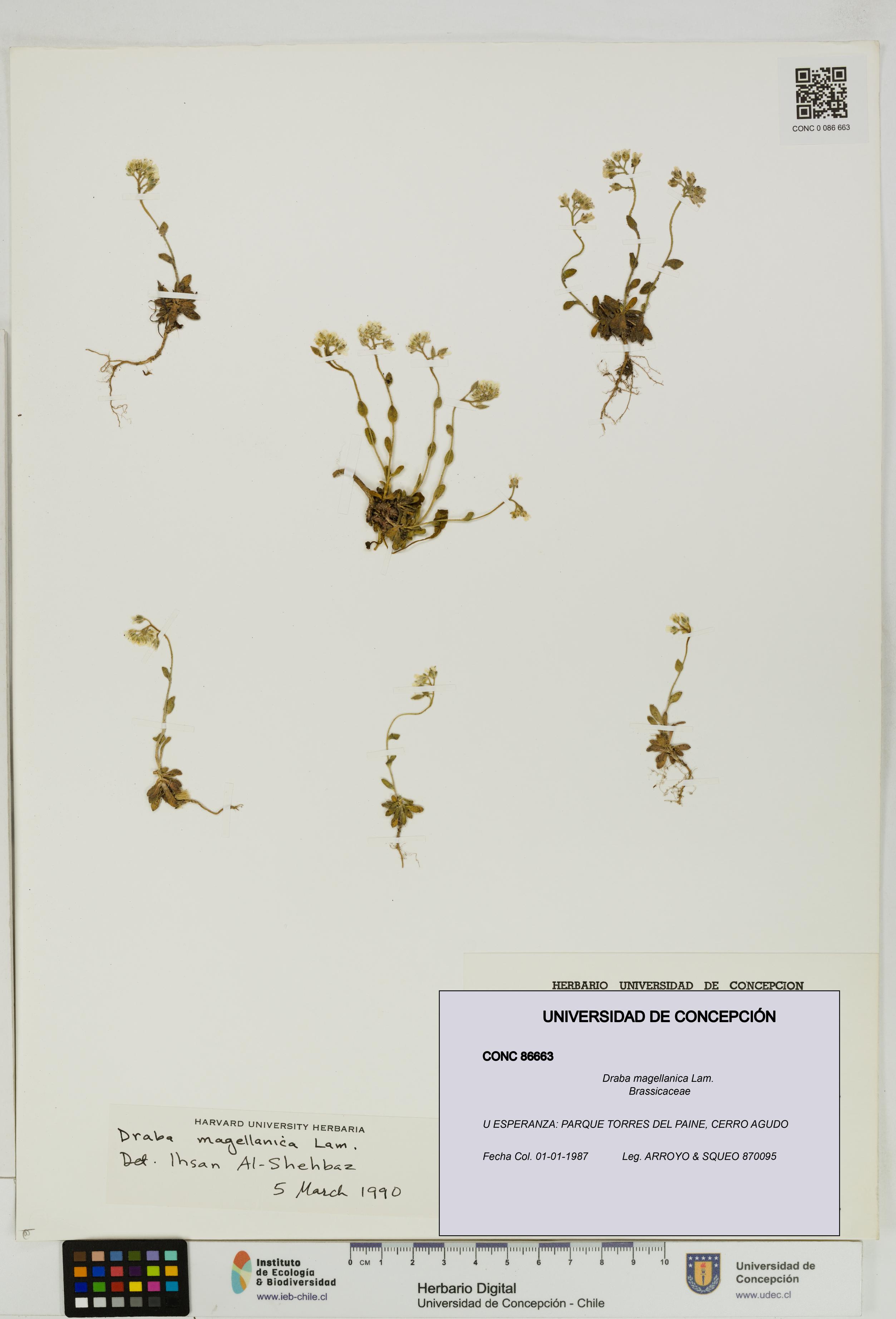 Draba magellanica [Espécimen: UDEC:CONC:0086663]