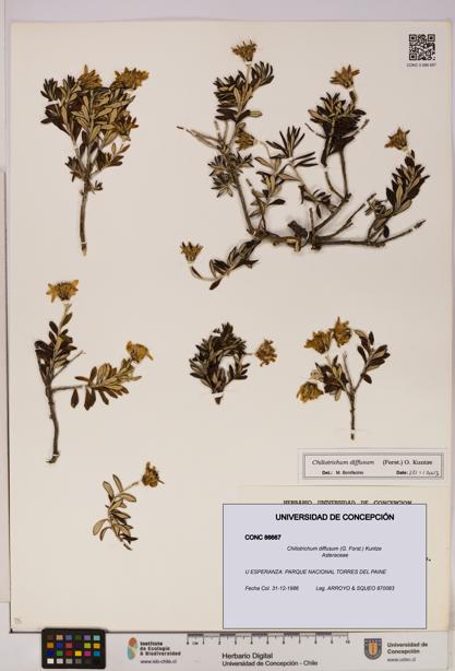 Chiliotrichum diffusum [Espécimen: UDEC:CONC:0086667]