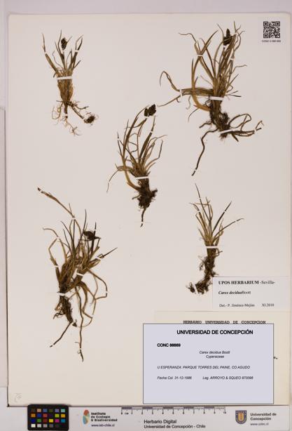 Carex decidua [Espécimen: UDEC:CONC:0086669]