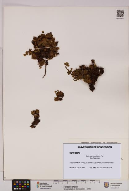 Saxifraga magellanica [Espécimen: UDEC:CONC:0086672]