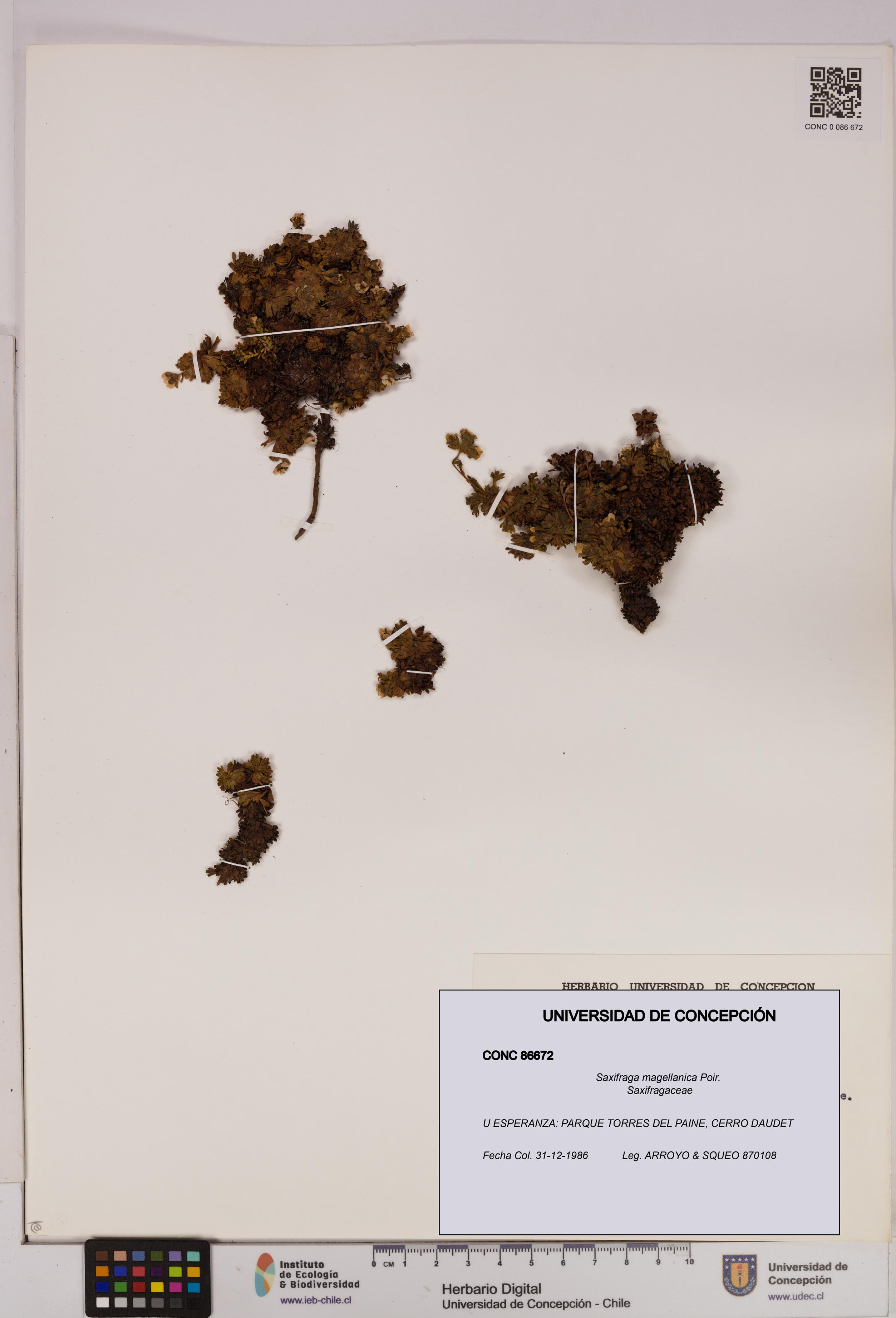 Saxifraga magellanica [Espécimen: UDEC:CONC:0086672]