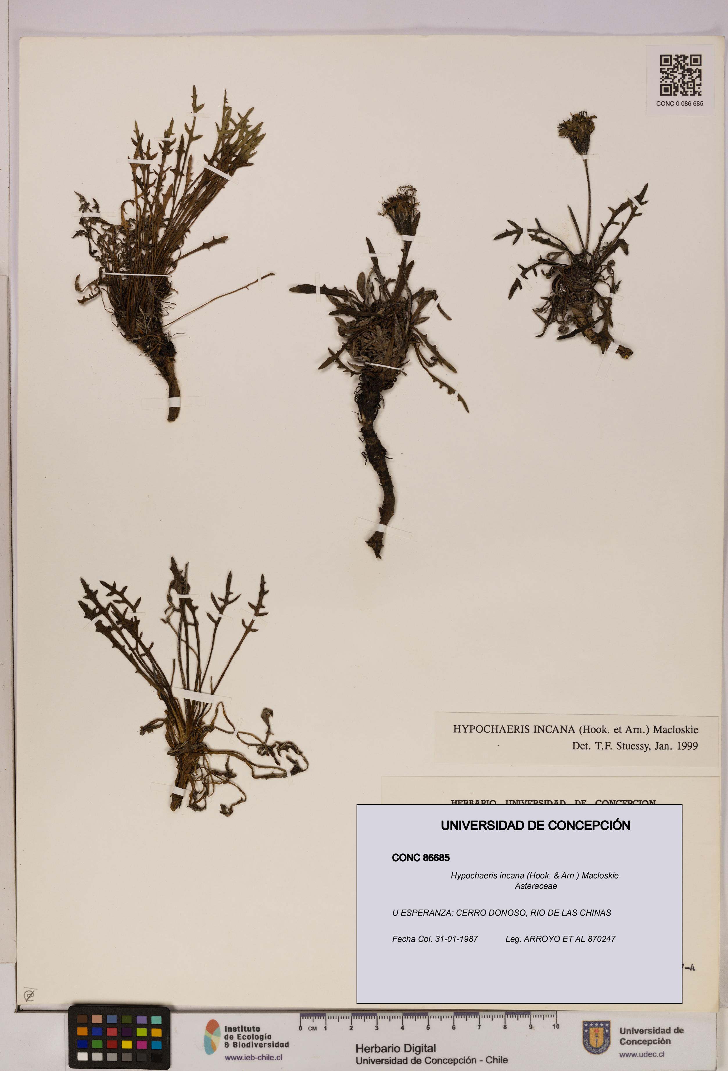 Hypochaeris incana [Espécimen: UDEC:CONC:0086685]