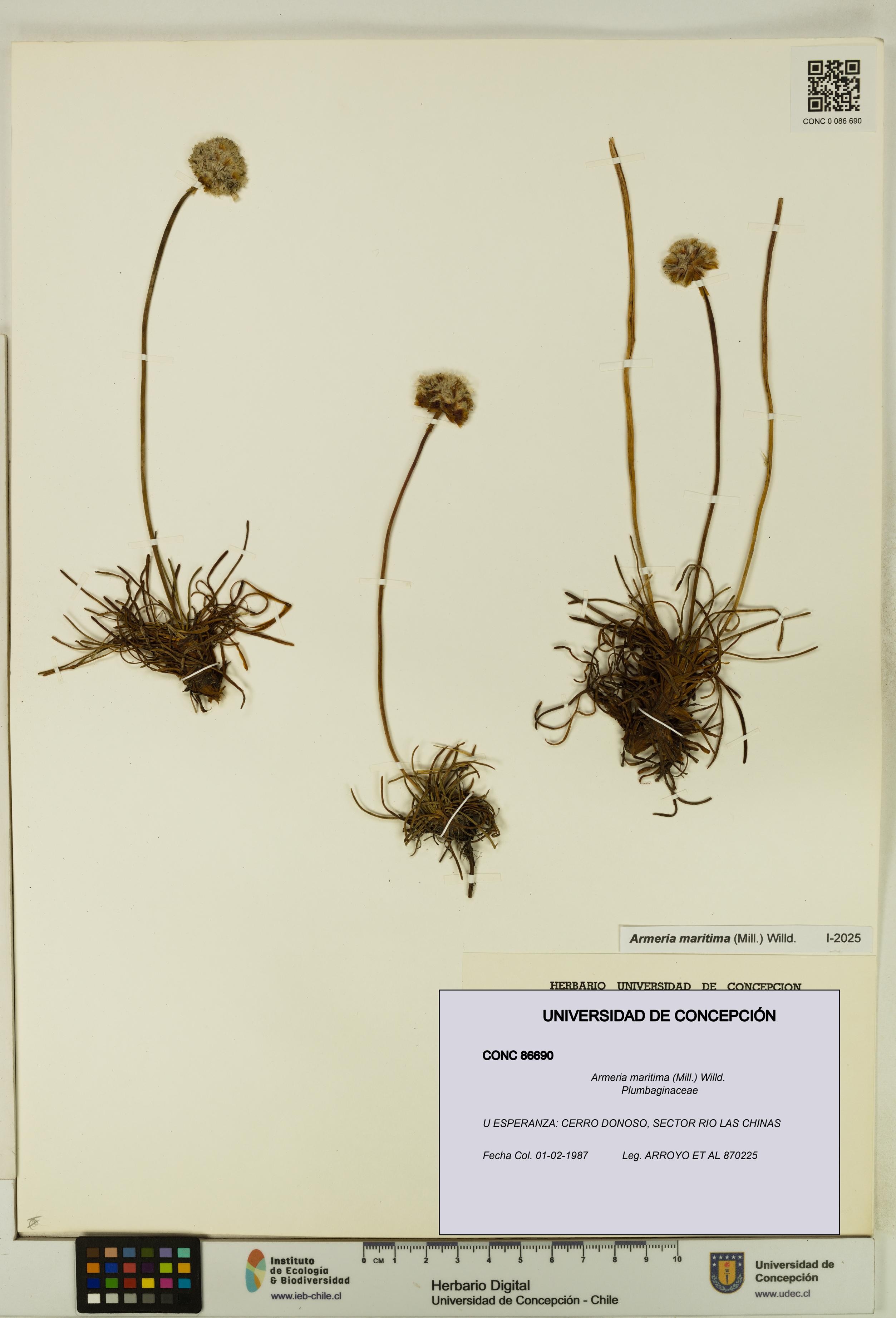 Armeria maritima [Espécimen: UDEC:CONC:0086690]