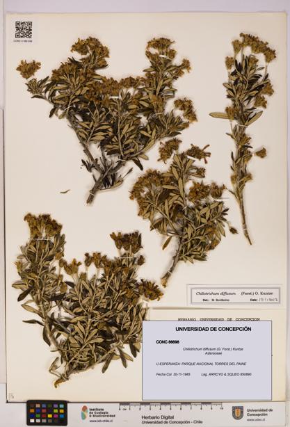Chiliotrichum diffusum [Espécimen: UDEC:CONC:0086698]