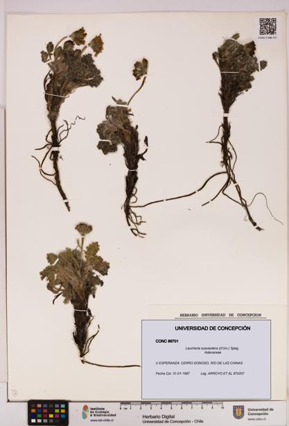 Leucheria suaveolens [Espécimen: UDEC:CONC:0086701]