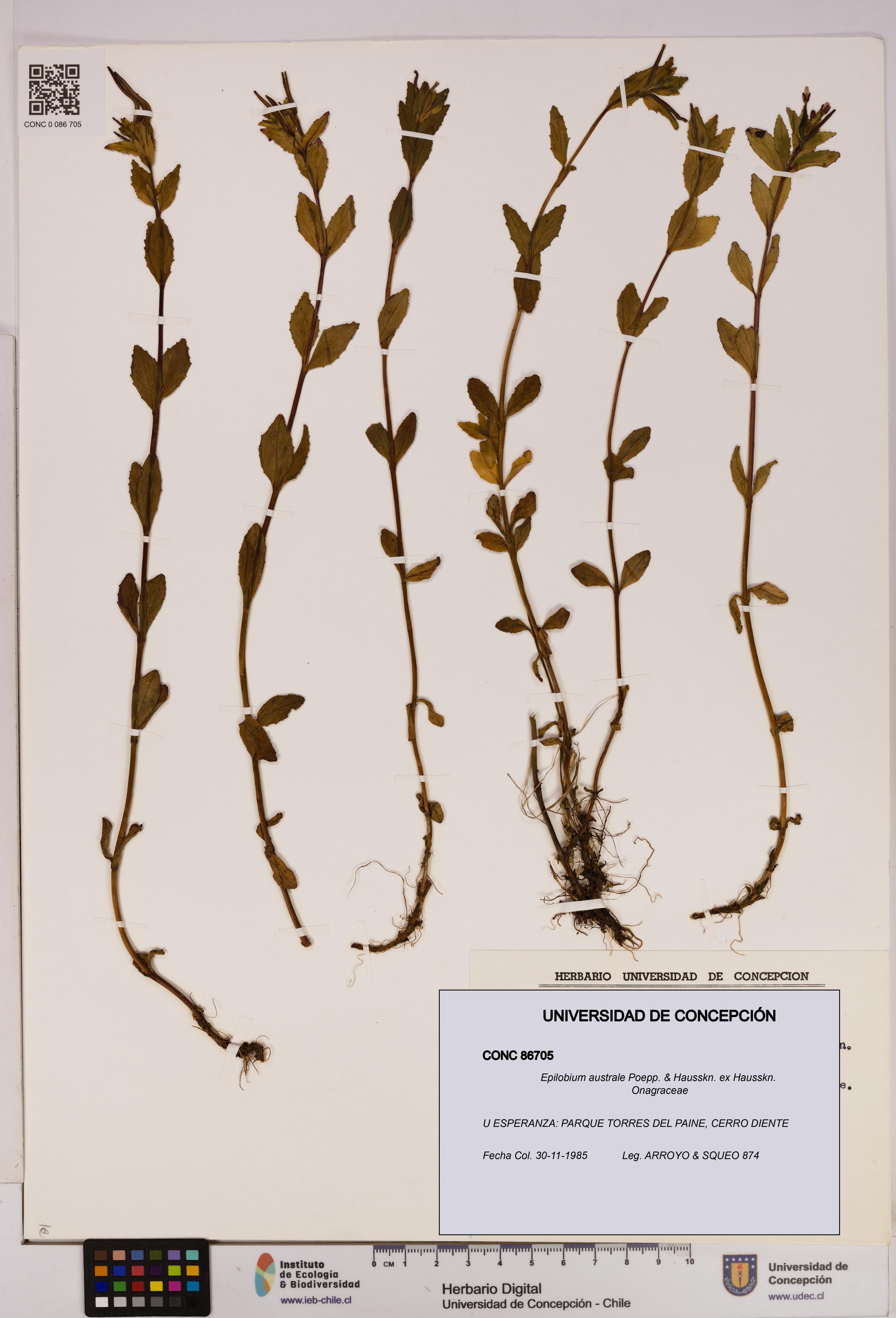 Epilobium australe [Espécimen: UDEC:CONC:0086705]