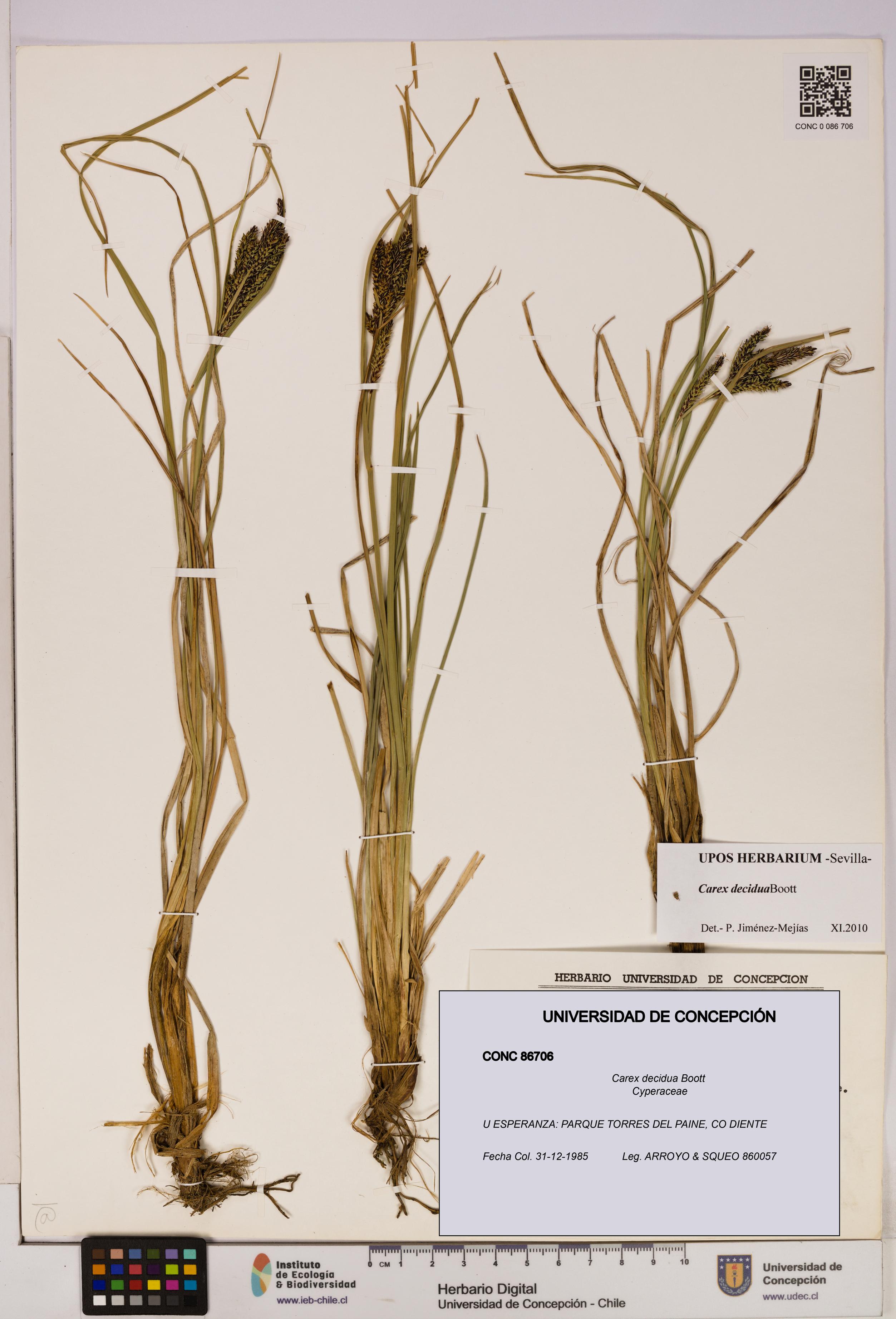Carex decidua [Espécimen: UDEC:CONC:0086706]