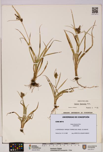 Carex fuscula [Espécimen: UDEC:CONC:0086710]