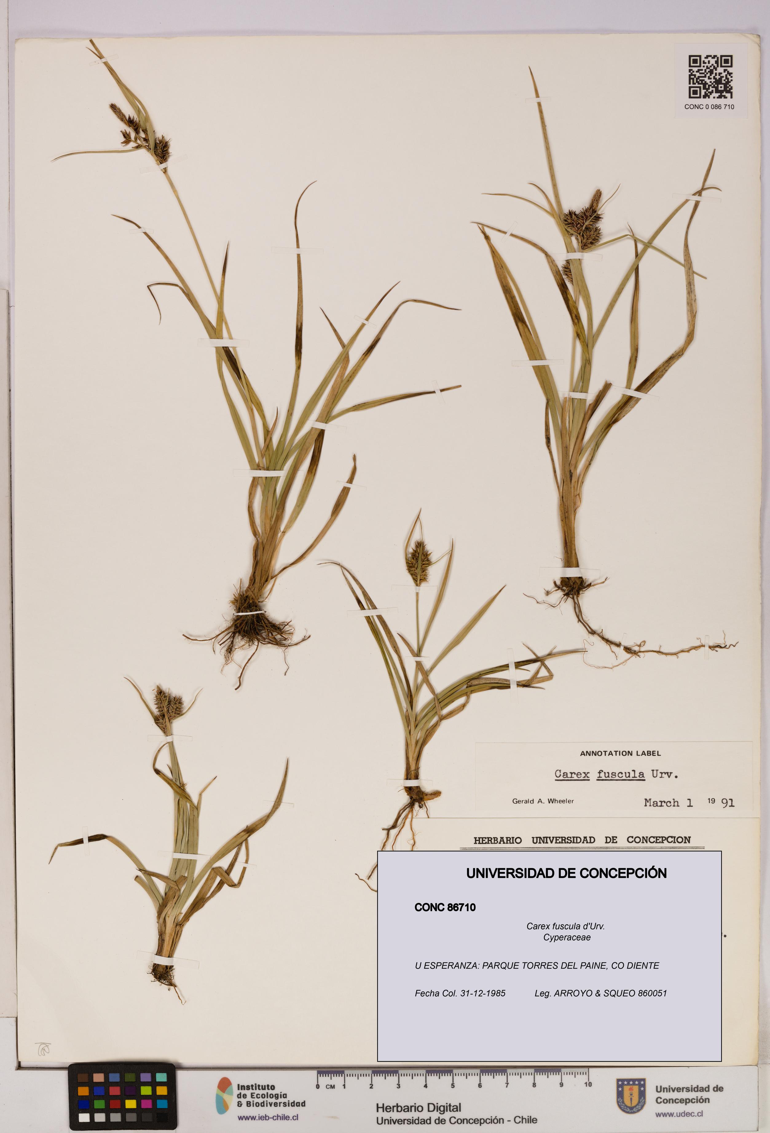 Carex fuscula [Espécimen: UDEC:CONC:0086710]